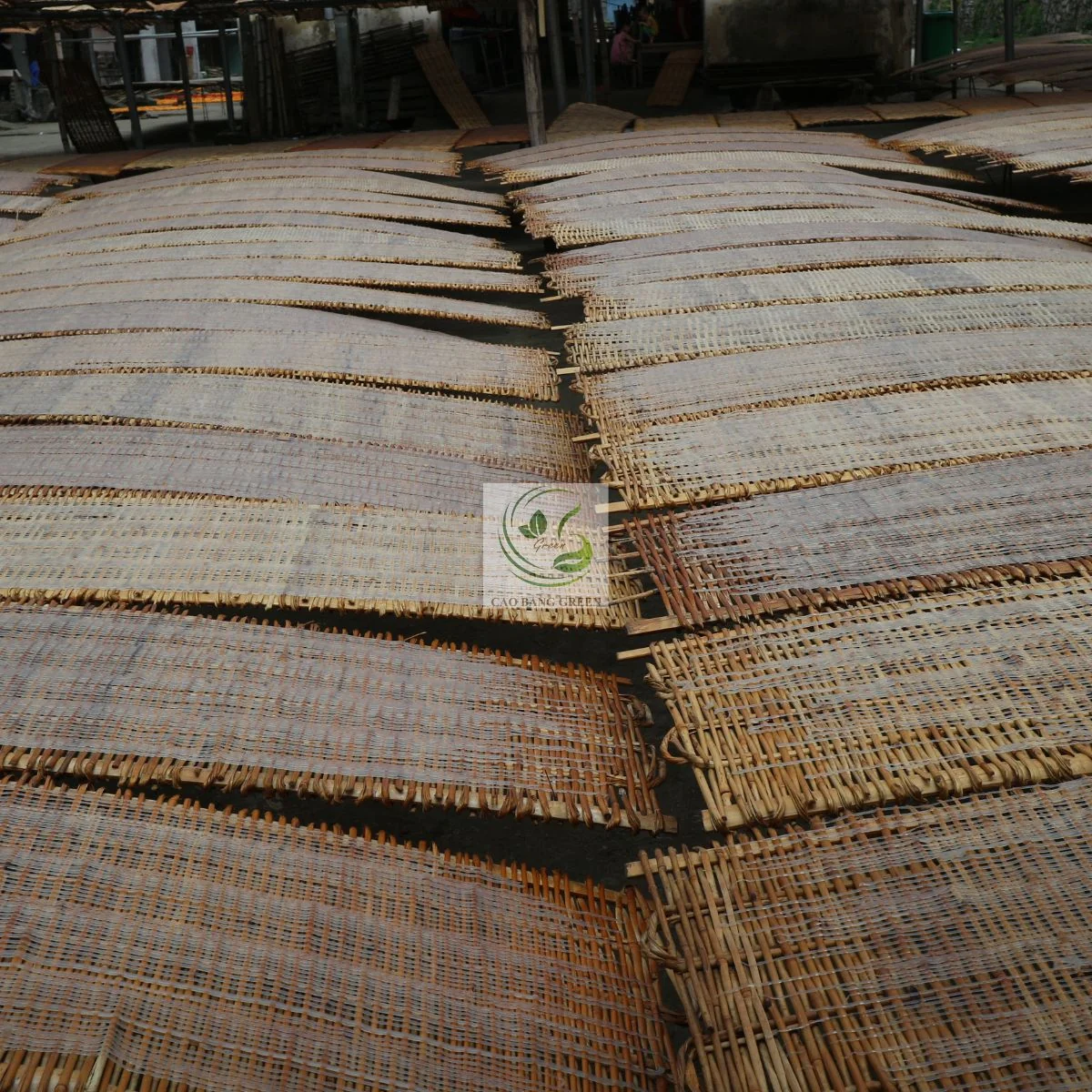 Phơi miến dong Phia Đén trên phên nứa dưới nắng tự nhiên Nguyên Bình
