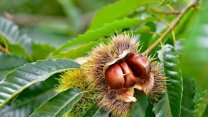 Bảo quản hạt dẻ tươi trong 1 tháng nhờ để ngăn đá tủ lạnh.