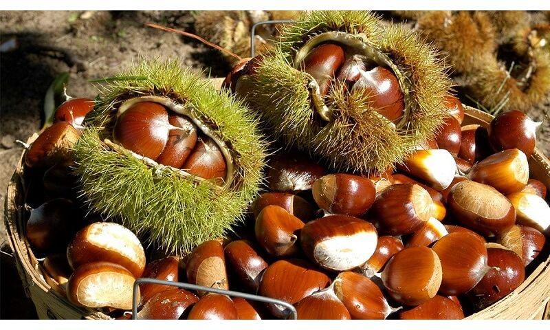 Giới thiệu về hạt dẻ.